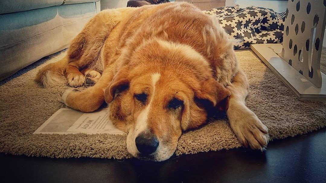 Італійська Ikea прихистила безпритульних собак