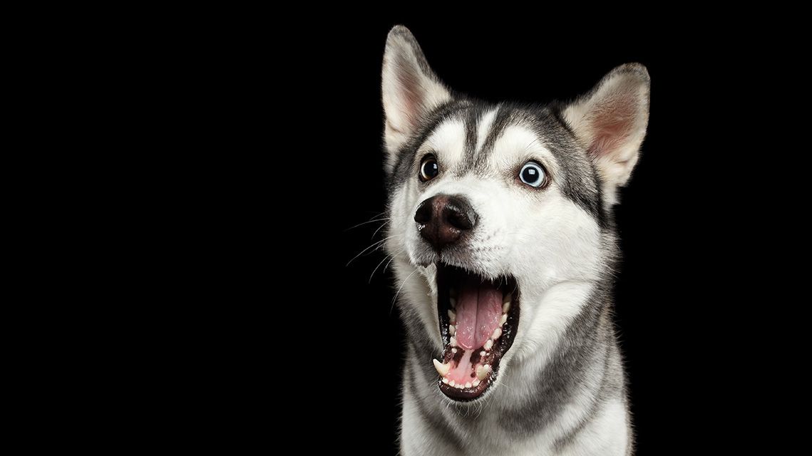 Вчені визначили рецептори, найбільш придатні для виявлення запахів - фото 1