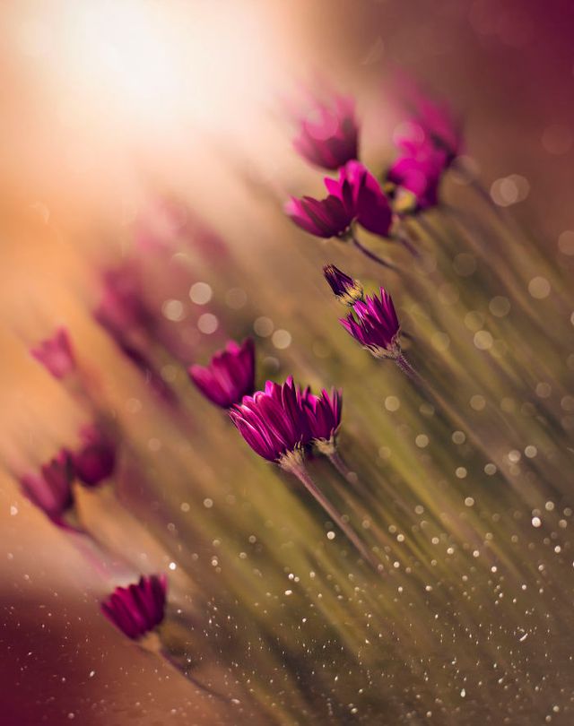 Макрофотографії природи від Діни Телхамі, які заворожують - фото 290937