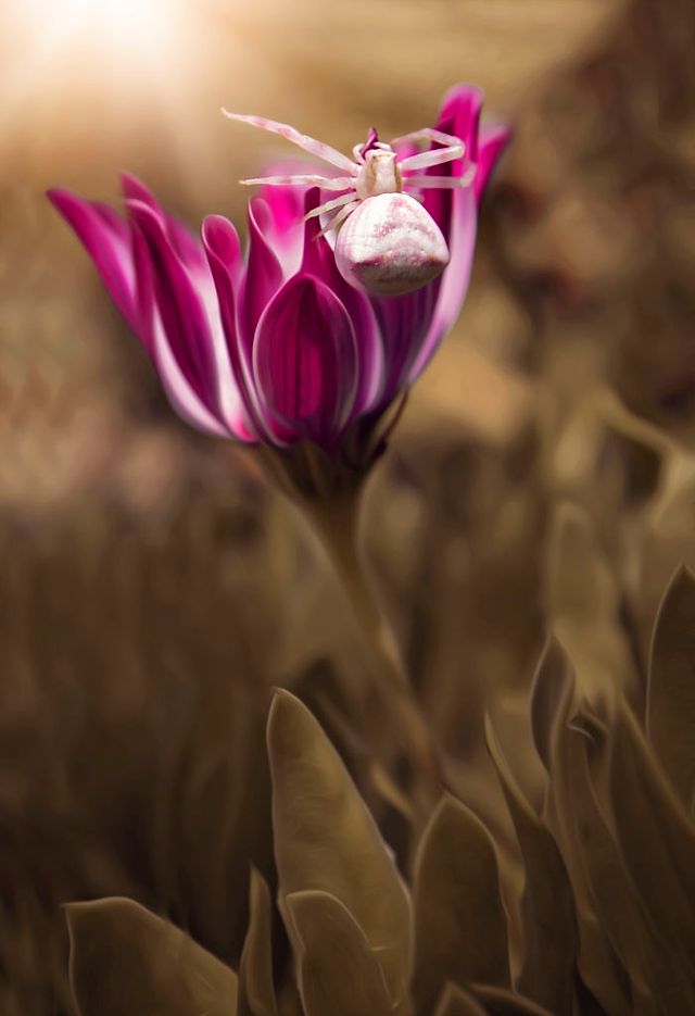 Макрофотографії природи від Діни Телхамі, які заворожують - фото 290938