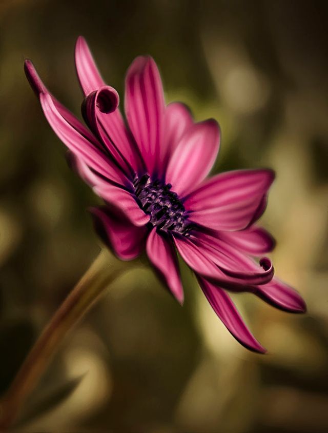 Макрофотографії природи від Діни Телхамі, які заворожують - фото 290939