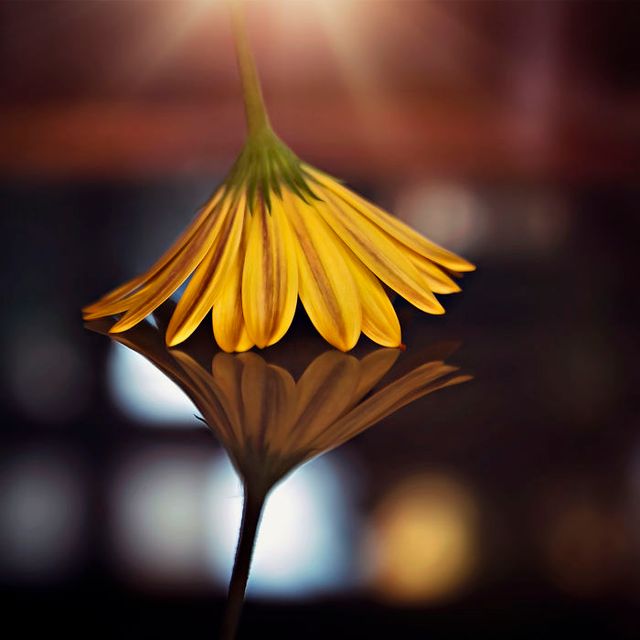 Макрофотографії природи від Діни Телхамі, які заворожують - фото 290941