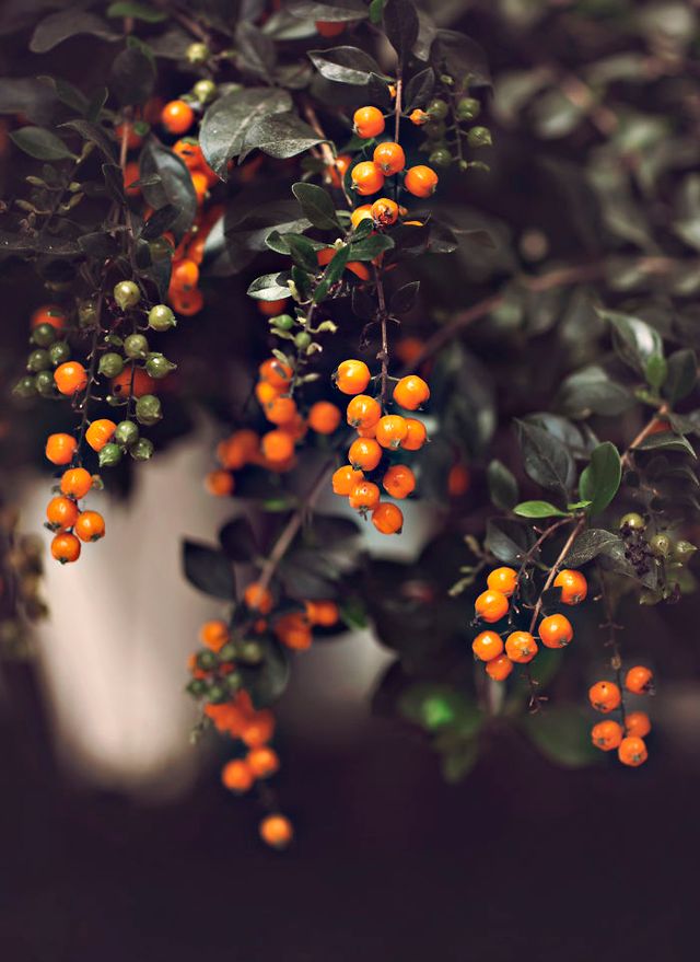 Макрофотографії природи від Діни Телхамі, які заворожують - фото 290943