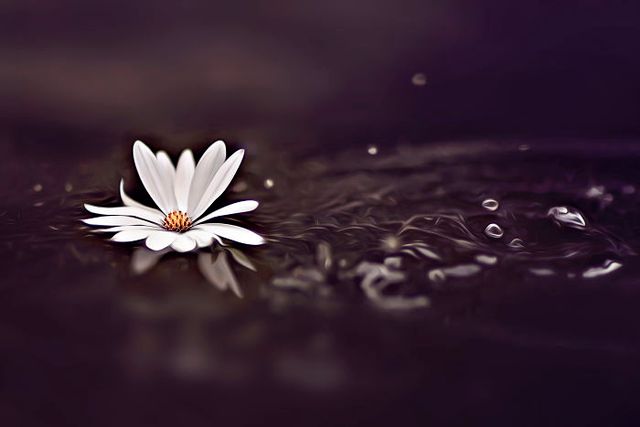 Макрофотографії природи від Діни Телхамі, які заворожують - фото 290945