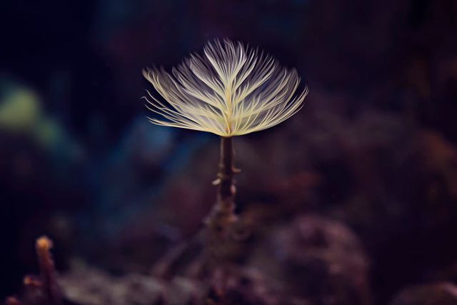 Макрофотографії природи від Діни Телхамі, які заворожують - фото 290946