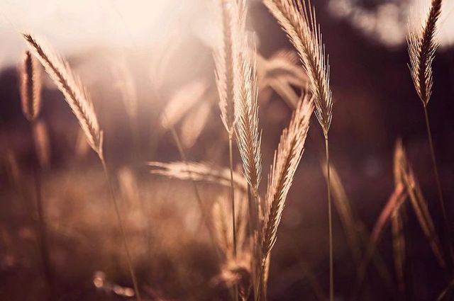 Макрофотографії природи від Діни Телхамі, які заворожують - фото 290947