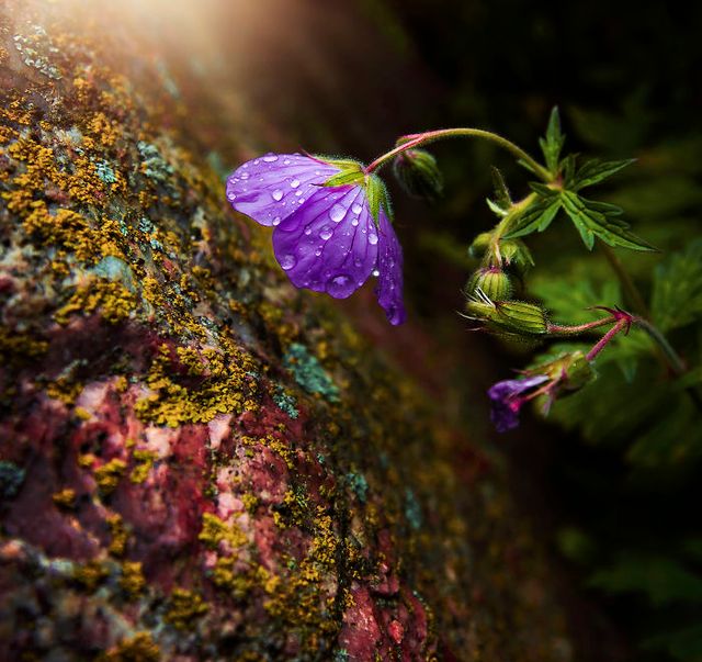 Макрофотографії природи від Діни Телхамі, які заворожують - фото 290948