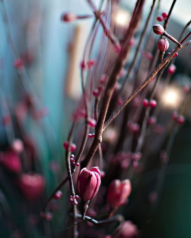 Макрофотографії природи від Діни Телхамі, які заворожують - фото 290950