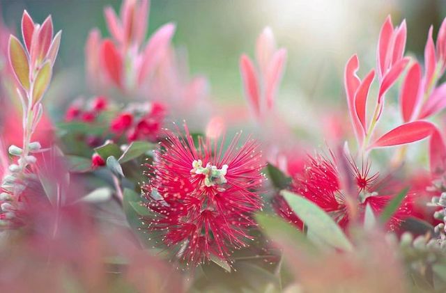 Макрофотографії природи від Діни Телхамі, які заворожують - фото 290951