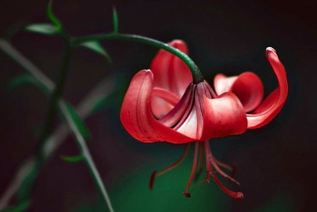 Макрофотографії природи від Діни Телхамі, які заворожують - фото 290952