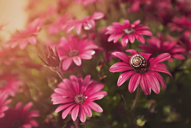 Макрофотографії природи від Діни Телхамі, які заворожують - фото 290953