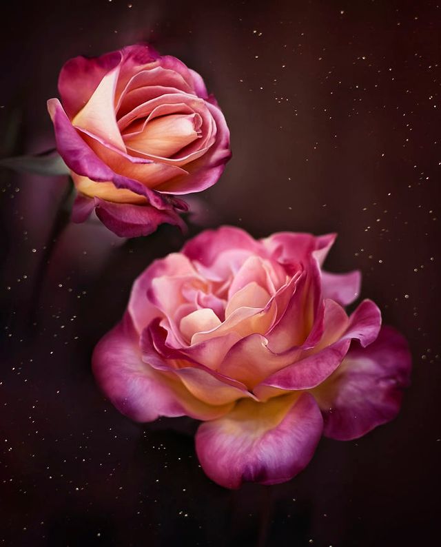 Макрофотографії природи від Діни Телхамі, які заворожують - фото 290954