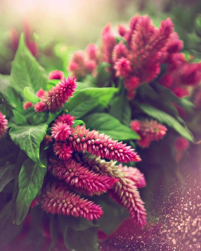 Макрофотографії природи від Діни Телхамі, які заворожують - фото 290955