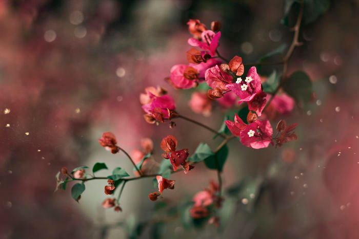 Затишні фото квітів, від яких перехоплює подих - фото 1