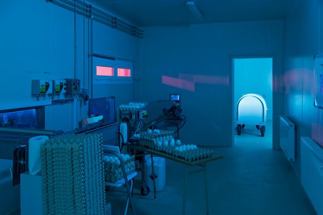 Фотограф зробив серію портретів курей, яких вирощують для проведення експериментів - фото 291257