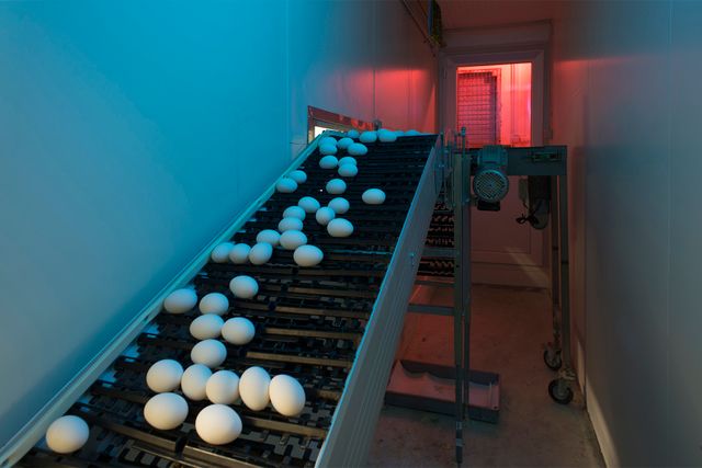 Фотограф зробив серію портретів курей, яких вирощують для проведення експериментів - фото 291260