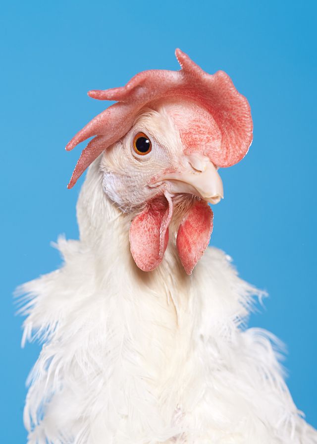 Фотограф зробив серію портретів курей, яких вирощують для проведення експериментів - фото 291262