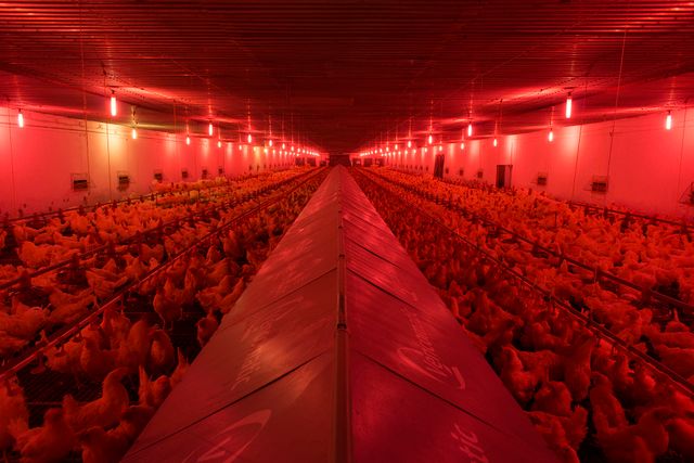 Фотограф зробив серію портретів курей, яких вирощують для проведення експериментів - фото 291265