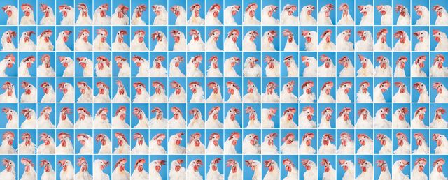 Фотограф зробив серію портретів курей, яких вирощують для проведення експериментів - фото 291267