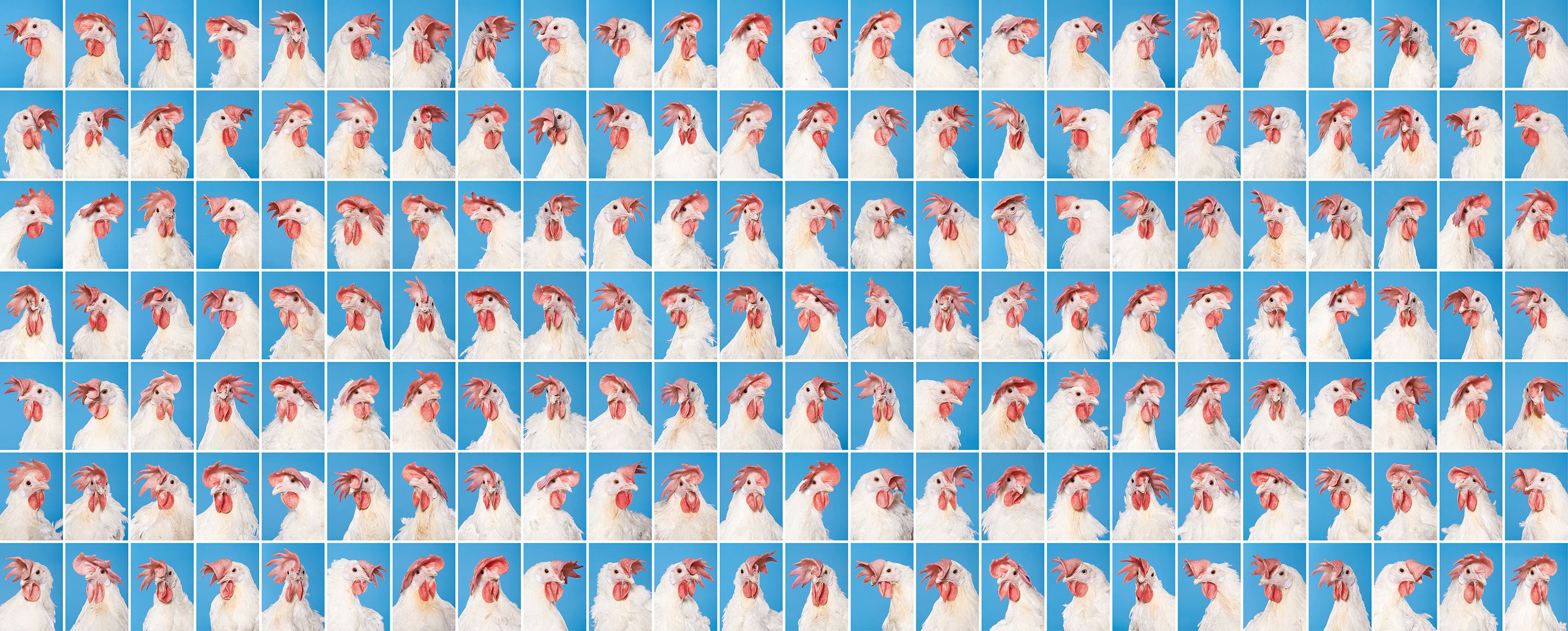 Фотограф зробив серію портретів курей, яких вирощують для проведення експериментів