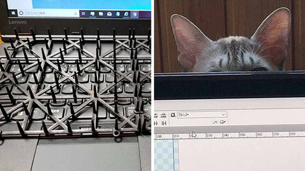 Як захистити комп'ютер від кота - фото 1
