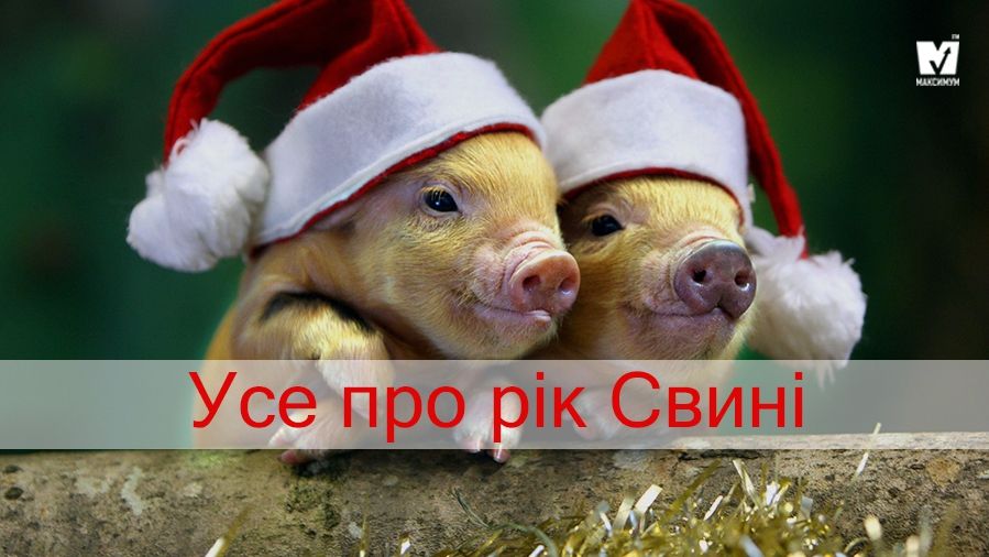 2019 рік якої тварини за Східним гороскопом: опис і характеристика