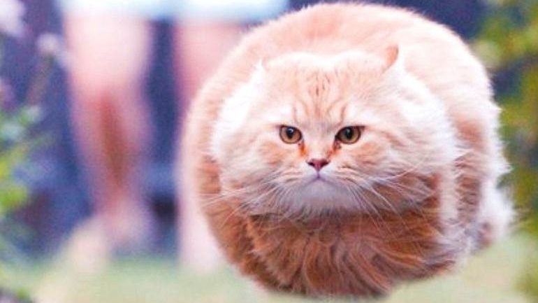 Меми тварин - фото 1