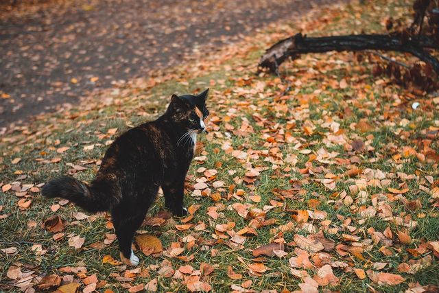 Прикмети про погоду в листопаді - фото 286963