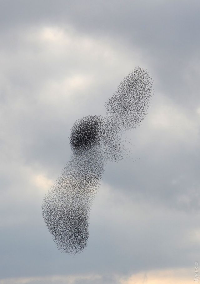 Унікальне природне явище - фото 286807