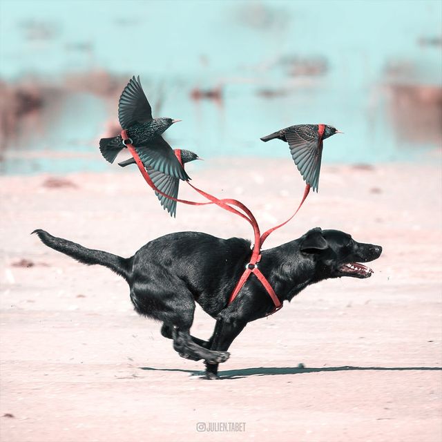 Неймовірні фото тварин, які заворожують - фото 286876