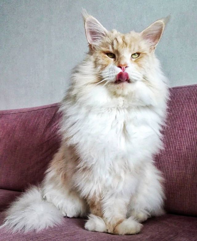 Життя з мейн-куном - фото 286579