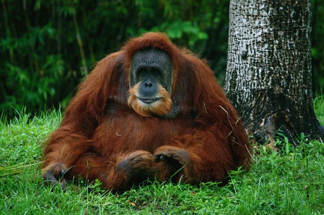 Орангутанги майструють інструменти для добування їжі - фото 287914