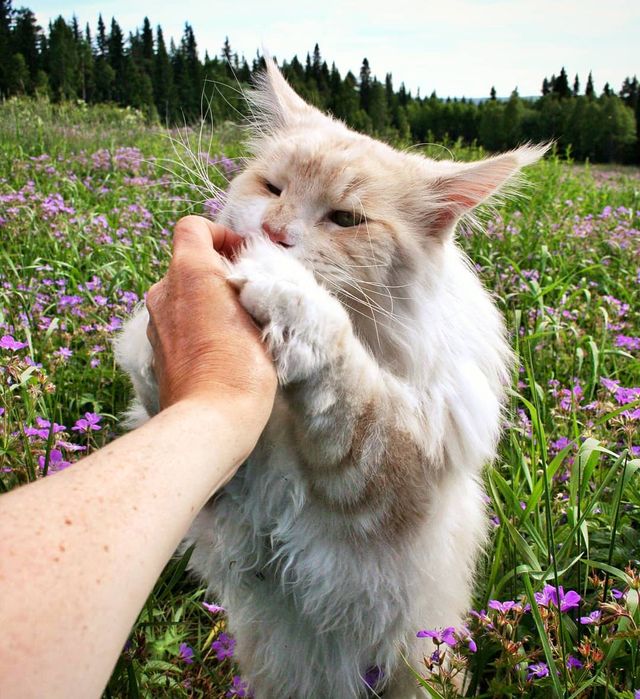 Життя з мейн-куном - фото 286578