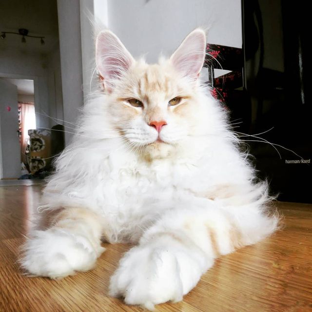 Життя з мейн-куном - фото 286585