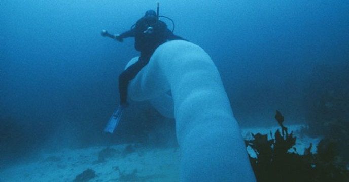 У Новій Зеландії дайвери зустріли рідкісного "океанського єдинорога": відеофакт