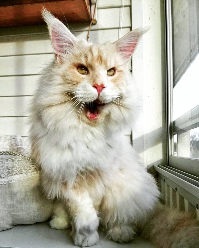 Життя з мейн-куном - фото 286581