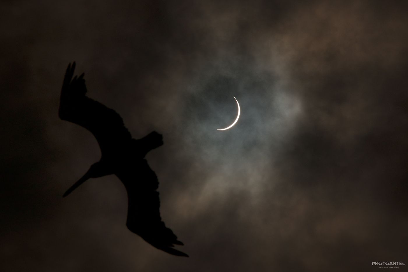 Як пернаті поводяться під час сонячного затемнення - фото 1