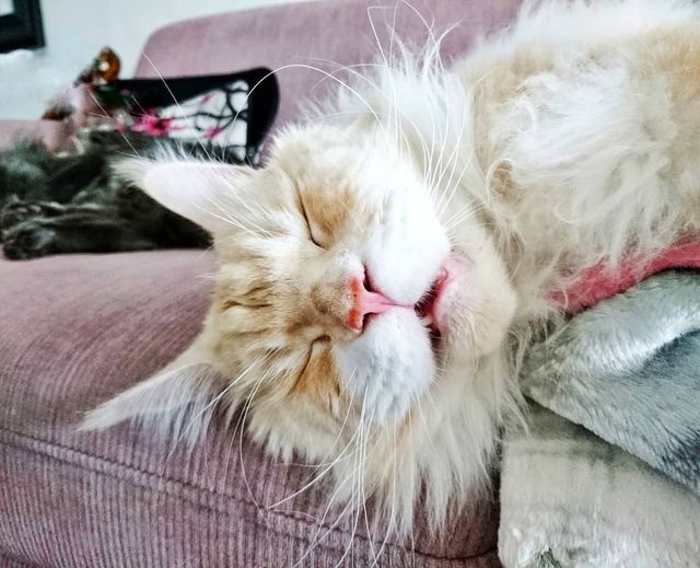 Життя з мейн-куном - фото 286587