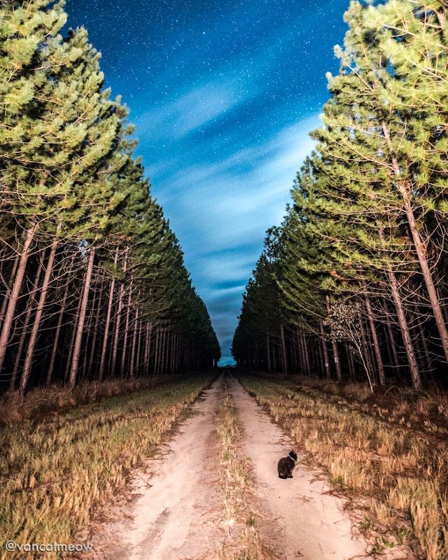 Хлопець три роки мандрує світом зі своїм котом - фото 287348