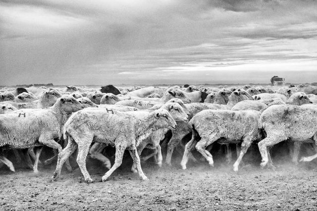 Провінційна Америка у чорно-білих знімках - фото 287815