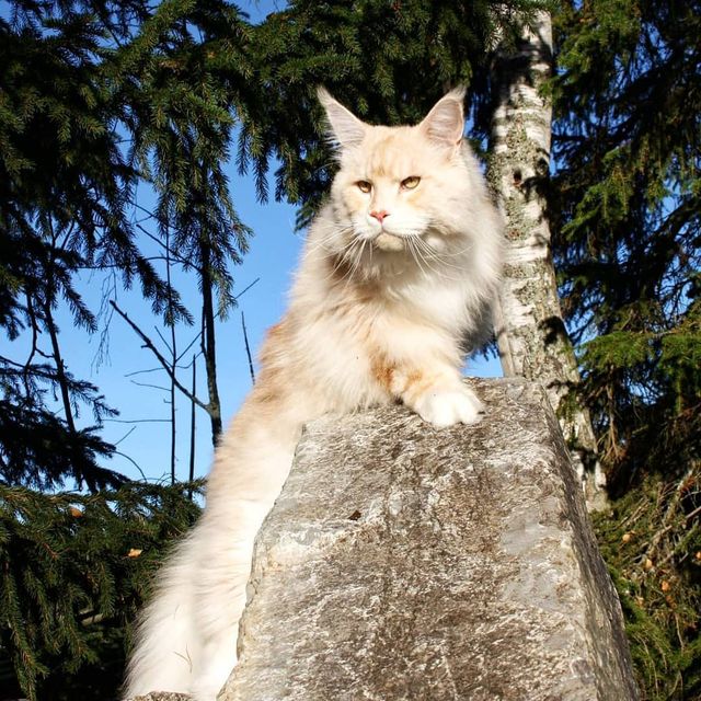 Життя з мейн-куном - фото 286588