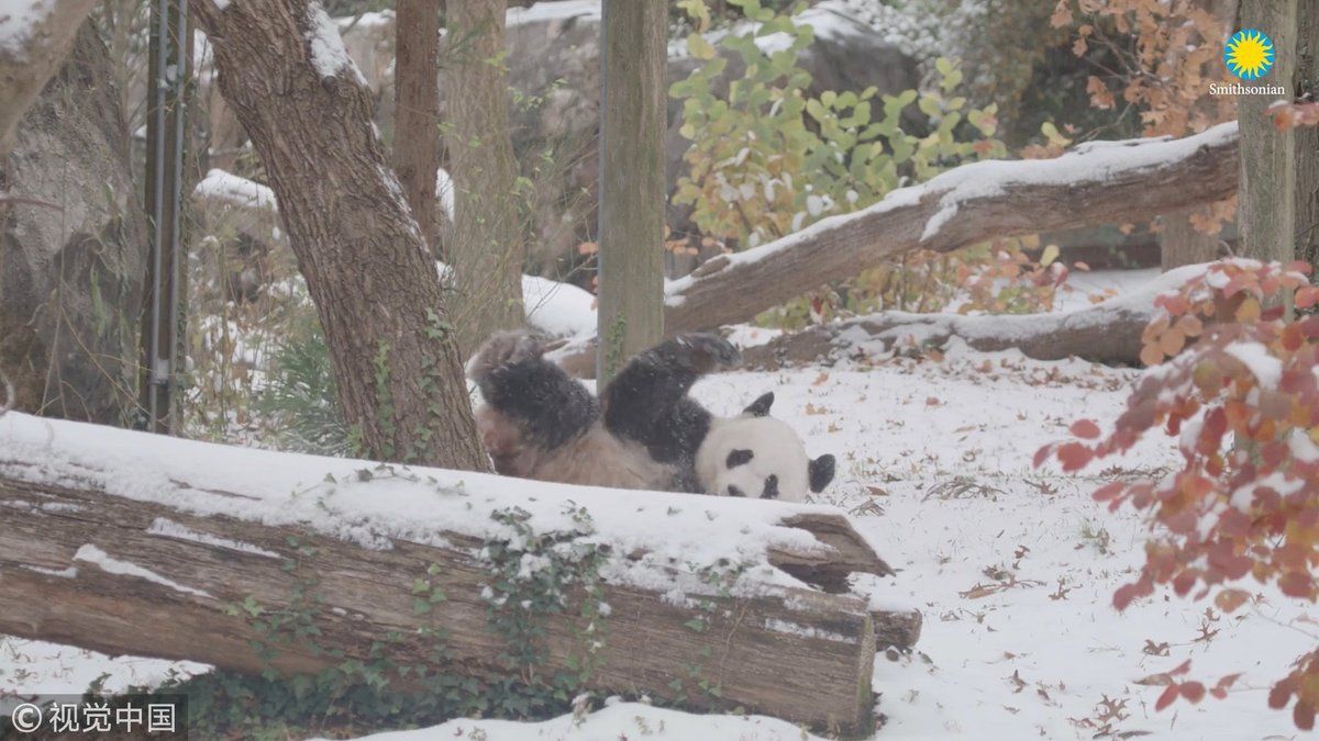 Веселощі панди - фото 1