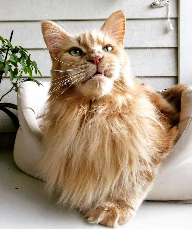 Життя з мейн-куном - фото 286589