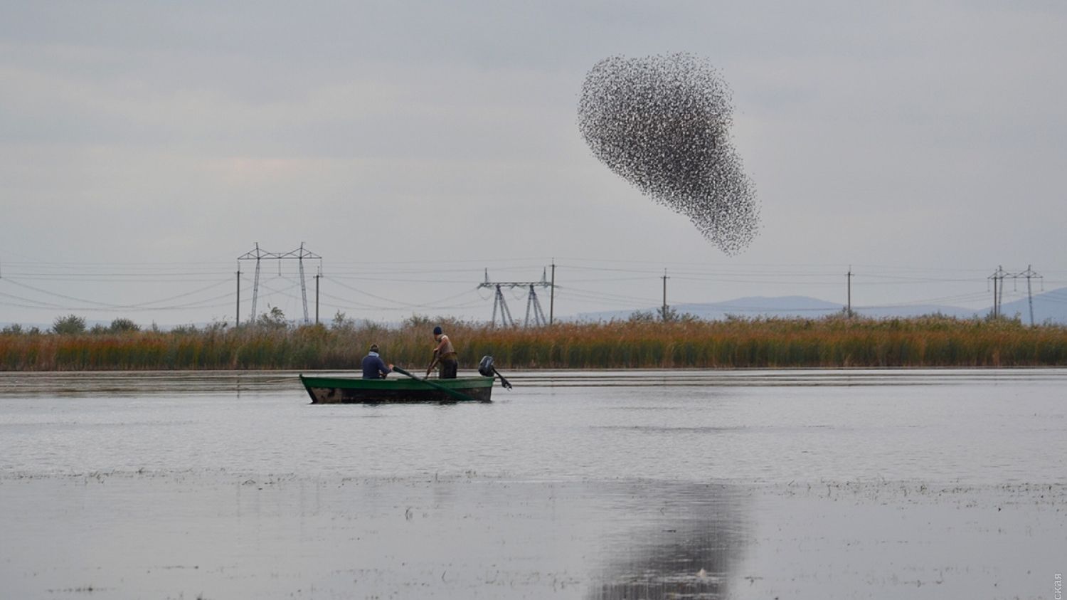 Дивна поведіка птахів - фото 1