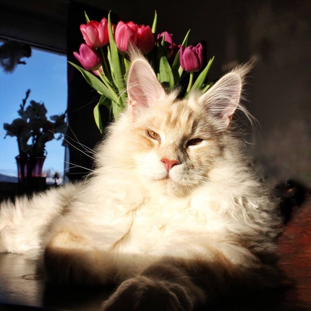 Життя з мейн-куном - фото 286593