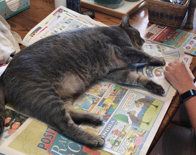 Котики, які заважають читати - фото 288076