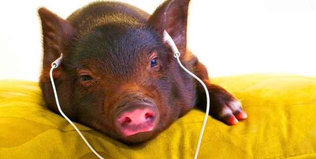 Рік Жовтої Земляний Свині - фото 292803