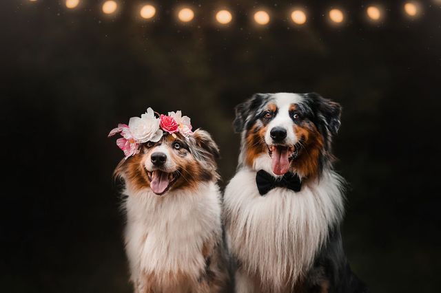 Собаки та подорожі: затишні фото, які змушують усміхнутись - фото 292854