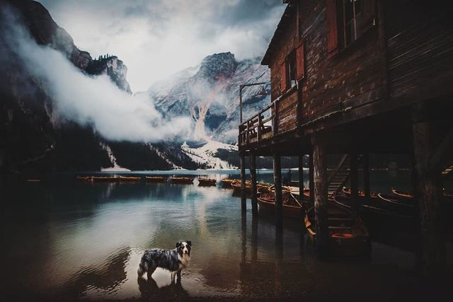 Собаки та подорожі: затишні фото, які змушують усміхнутись - фото 292855