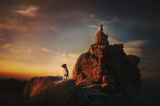 Собаки та подорожі: затишні фото, які змушують усміхнутись - фото 292856